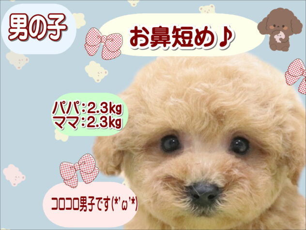 大阪府のトイプードル(トイ) (アミーゴ鳳店/2025年10月26日生まれ/男の子/レッド)の子犬の1枚目の画像