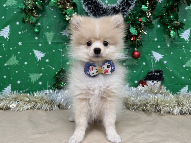 山形県のポメラニアン (アミーゴ酒田店/2025年9月7日生まれ/男の子/クリーム)の子犬