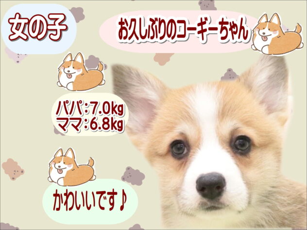 大阪府のウェルシュコーギーペンブローク (アミーゴ鳳店/2025年10月5日生まれ/女の子/レッドホワイト)の子犬の1枚目の画像