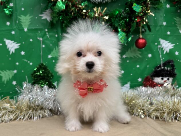 山形県のハーフ犬・ミックス犬 (アミーゴ酒田店/2025年9月7日生まれ/女の子/ホワイト)の子犬の1枚目の画像