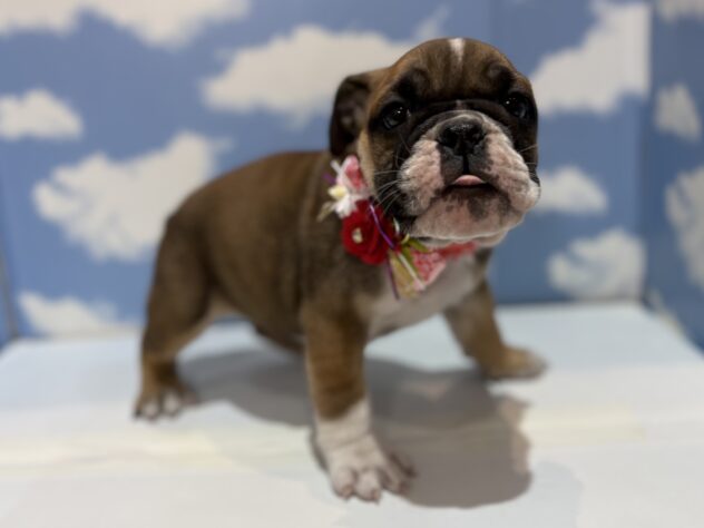 山形県のブルドッグ (アミーゴ山形南店/2025年10月27日生まれ/女の子/レッドホワイト)の子犬の2枚目の画像