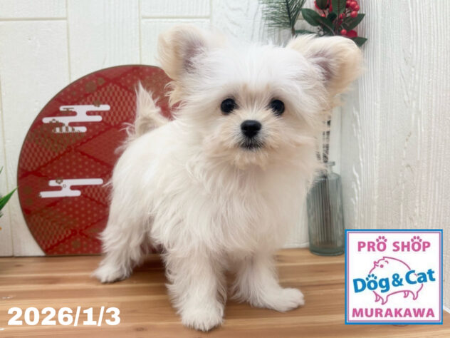 広島県のハーフ犬・ミックス犬 (アミーゴ大町店/2025年9月17日生まれ/女の子/クリーム)の子犬