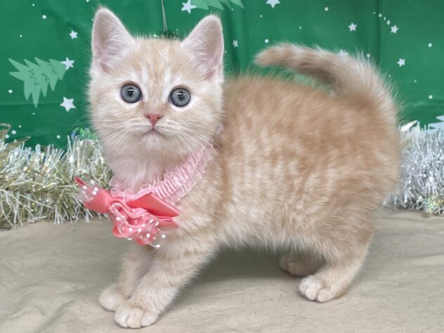 山形県のマンチカン (アミーゴ酒田店/2025年10月13日生まれ/女の子/レッドタビー)の子猫の1枚目の画像