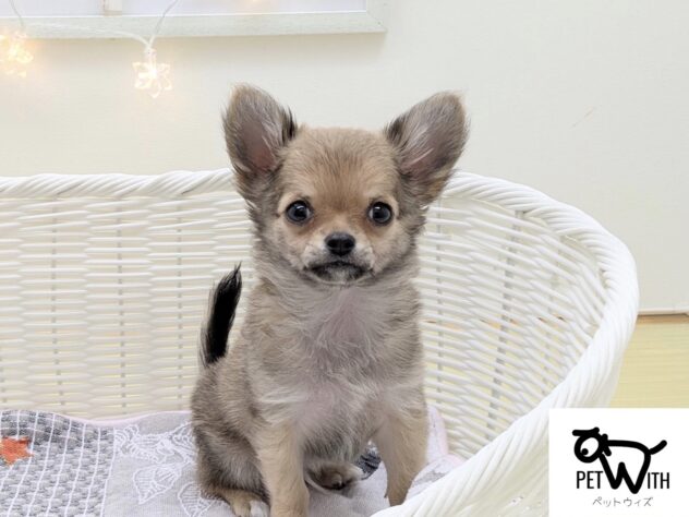 福島県のチワワ(ロング) (アミーゴ会津若松店/2025年9月30日生まれ/男の子/レッドフォーン)の子犬