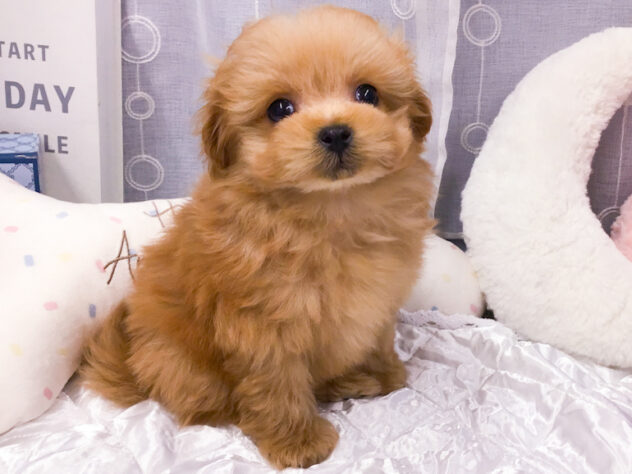 愛知県のハーフ犬・ミックス犬 (アミーゴ知立店/2025年10月17日生まれ/女の子/02 レッド系)の子犬の4枚目の画像