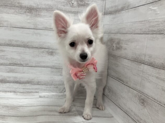 福島県のハーフ犬・ミックス犬 (アミーゴ小名浜店/2025年8月16日生まれ/女の子/クリーム)の子犬