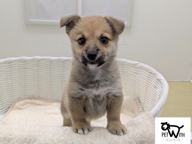 福島県のハーフ犬・ミックス犬 (アミーゴ会津若松店/2025年10月28日生まれ/男の子/02 レッド系)の子犬