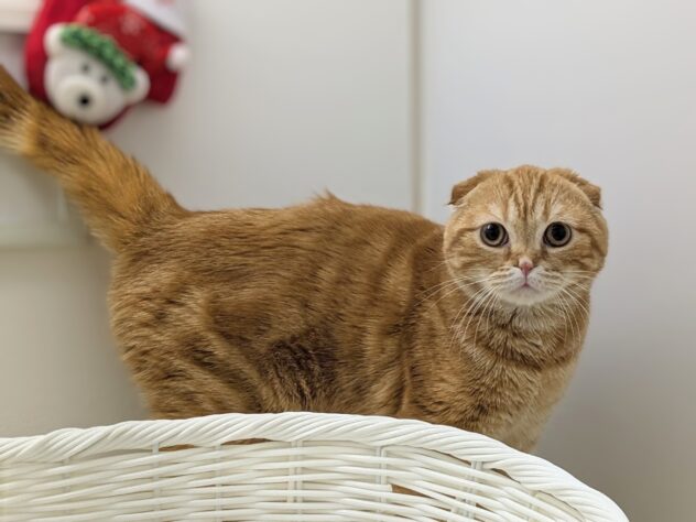 福島県のスコティッシュフォールド (アミーゴ会津若松店/2025年4月11日生まれ/男の子/レッドタビー)の子猫の2枚目の画像