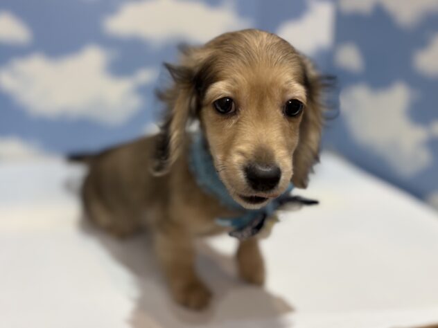 山形県のカニンヘンダックスフンド(ロング) (アミーゴ山形南店/2025年9月27日生まれ/男の子/シェーデットイエロー)の子犬の2枚目の画像