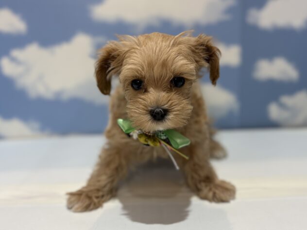 山形県のハーフ犬・ミックス犬 (アミーゴ山形南店/2025年10月12日生まれ/男の子/アプリコット)の子犬の1枚目の画像