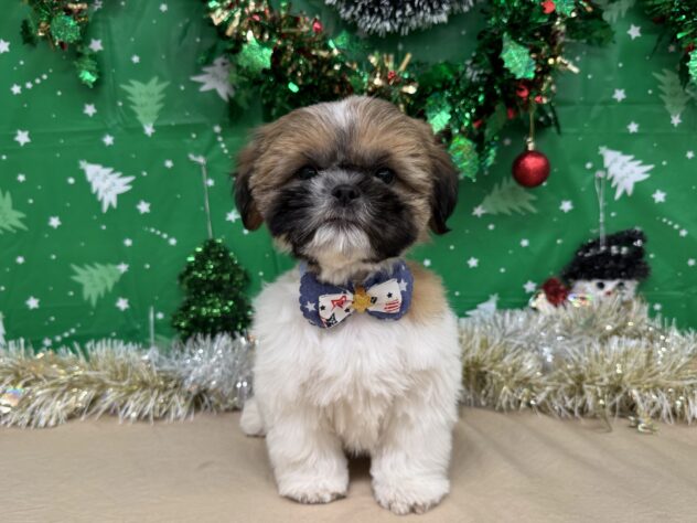 山形県のシーズー (アミーゴ酒田店/2025年9月22日生まれ/男の子/ゴールドホワイト)の子犬の2枚目の画像