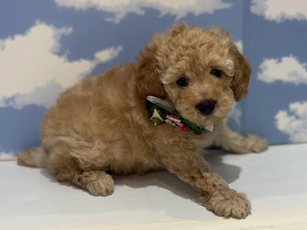 山形県のトイプードル(トイ) (アミーゴ山形南店/2025年10月15日生まれ/男の子/オレンジフォーン)の子犬の2枚目の画像