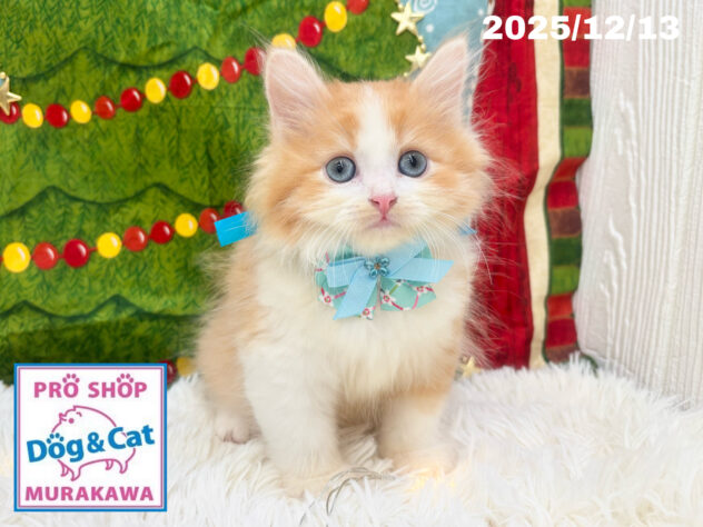 広島県のサイベリアン (アミーゴ大町店/2025年10月9日生まれ/男の子/レッドタビーホワイト)の子猫の2枚目の画像