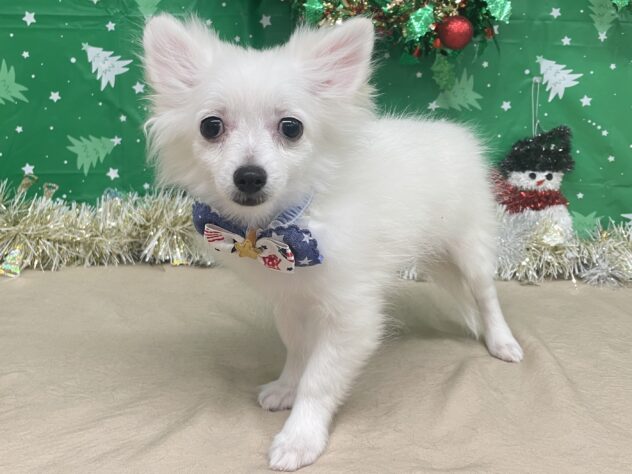 山形県のハーフ犬・ミックス犬 (アミーゴ酒田店/2025年8月16日生まれ/男の子/クリーム)の子犬