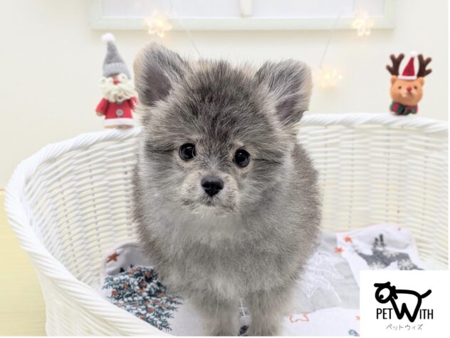 福島県のハーフ犬・ミックス犬 (アミーゴ会津若松店/2025年8月25日生まれ/男の子/フォーンセーブル)の子犬