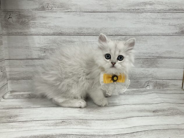 福島県のペルシャ (アミーゴ小名浜店/2025年10月13日生まれ/女の子/チンチラシルバー)の子猫