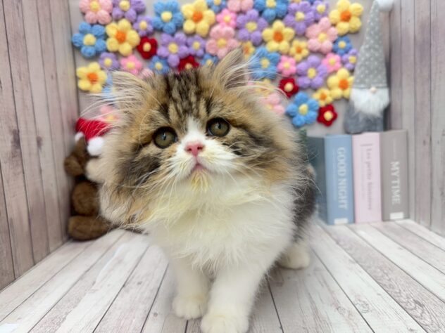 岡山県のスコティッシュフォールド (ワンキャラット アミーゴ高屋店/2025年10月17日生まれ/男の子/ブラウンタビーホワイト)の子猫の1枚目の画像