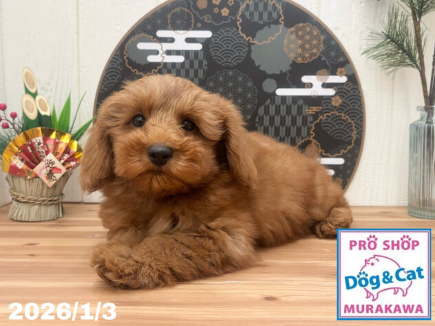 広島県のハーフ犬・ミックス犬 (アミーゴ大町店/2025年10月4日生まれ/男の子/レッド)の子犬