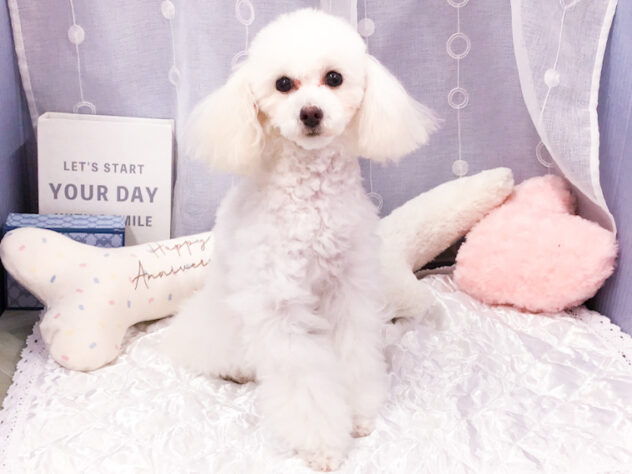 愛知県のトイプードル(トイ) (アミーゴ知立店/2025年3月29日生まれ/女の子/クリーム)の子犬の1枚目の画像