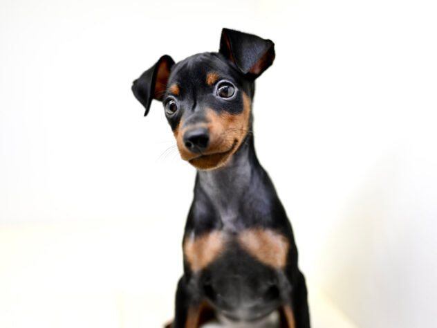 岡山県のミニチュアピンシャー (アミーゴ中庄店/2025年8月19日生まれ/女の子/ブラックタン)の子犬の3枚目の画像