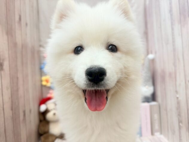 岡山県のサモエド (ワンキャラット アミーゴ高屋店/2025年10月14日生まれ/男の子/ホワイト)の子犬の1枚目の画像