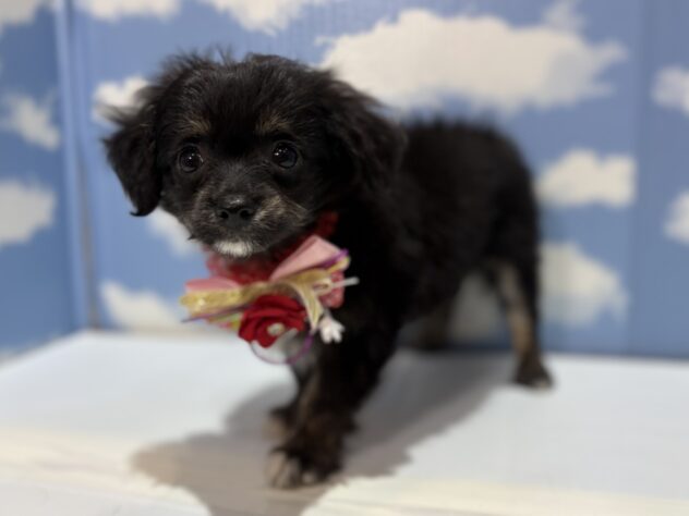 山形県のハーフ犬・ミックス犬 (アミーゴ山形南店/2025年10月27日生まれ/女の子/ブラックホワイトタン)の子犬の3枚目の画像