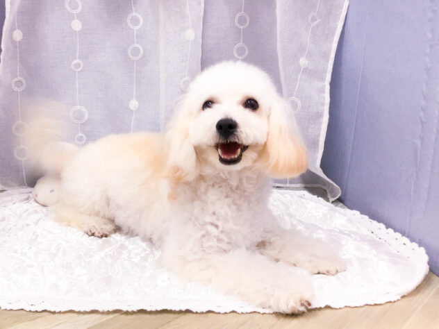 愛知県のハーフ犬・ミックス犬 (アミーゴ知立店/2025年3月18日生まれ/女の子/クリーム)の子犬の2枚目の画像