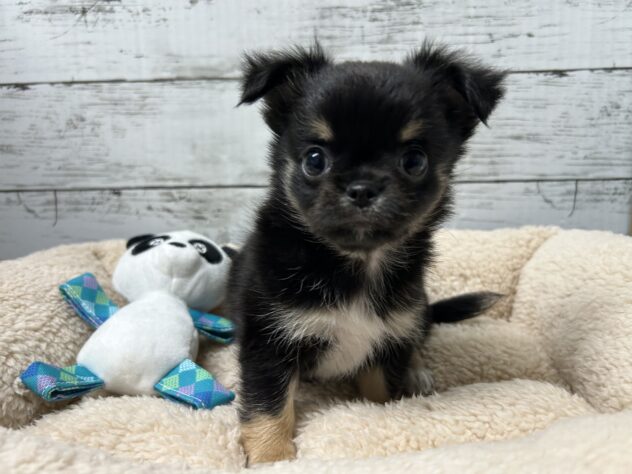 広島県のチワワ(ロング) (アミーゴ多治米店/2025年10月3日生まれ/女の子/ブラックタンホワイト)の子犬