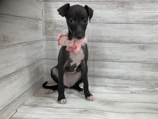 福島県のイタリアングレーハウンド (アミーゴ小名浜店/2025年9月30日生まれ/女の子/シールホワイト)の子犬