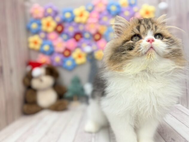 岡山県のスコティッシュフォールド (ワンキャラット アミーゴ高屋店/2025年10月17日生まれ/男の子/ブラウンタビーホワイト)の子猫の4枚目の画像