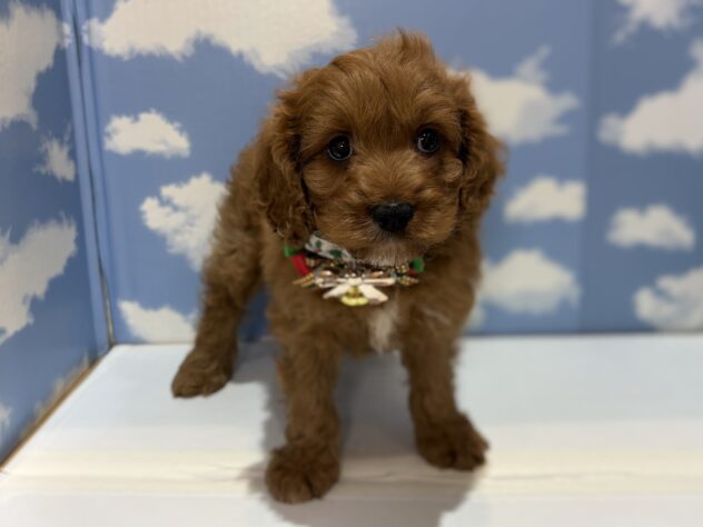 山形県のハーフ犬・ミックス犬 (アミーゴ山形南店/2025年10月26日生まれ/男の子/アプリコット)の子犬の1枚目の画像