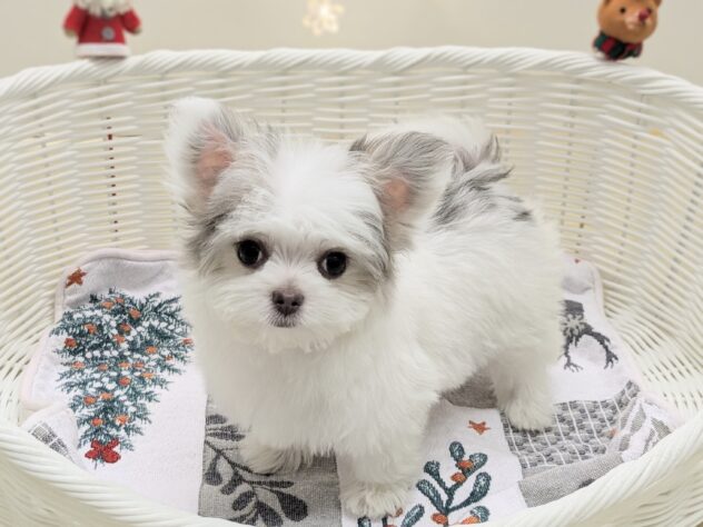 福島県のハーフ犬・ミックス犬 (アミーゴ会津若松店/2025年9月15日生まれ/女の子/ホワイトブルー)の子犬の2枚目の画像