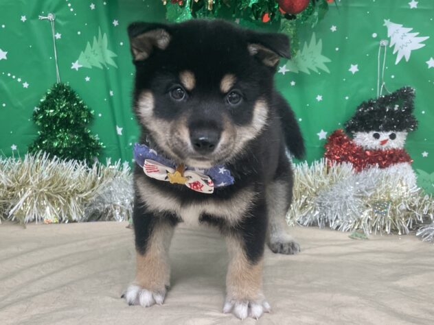 山形県の柴犬(標準サイズ) (アミーゴ酒田店/2025年10月14日生まれ/男の子/黒)の子犬