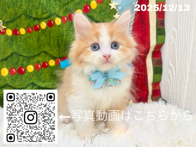 広島県のサイベリアン (アミーゴ大町店/2025年10月9日生まれ/男の子/レッドタビーホワイト)の子猫の3枚目の画像