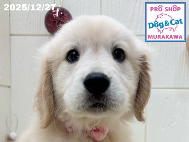 広島県のゴールデンレトリバー (アミーゴ大町店/2025年10月24日生まれ/女の子/クリーム)の子犬の1枚目の画像
