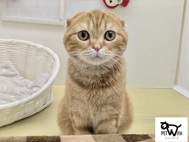 福島県のスコティッシュフォールド (アミーゴ会津若松店/2025年4月11日生まれ/男の子/レッドタビー)の子猫の1枚目の画像