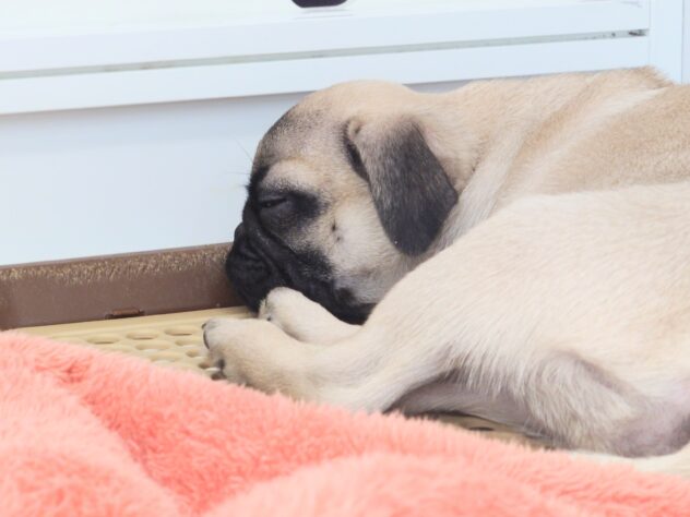 岡山県のパグ (アミーゴ中庄店/2025年10月8日生まれ/男の子/フォーンスムース)の子犬の4枚目の画像