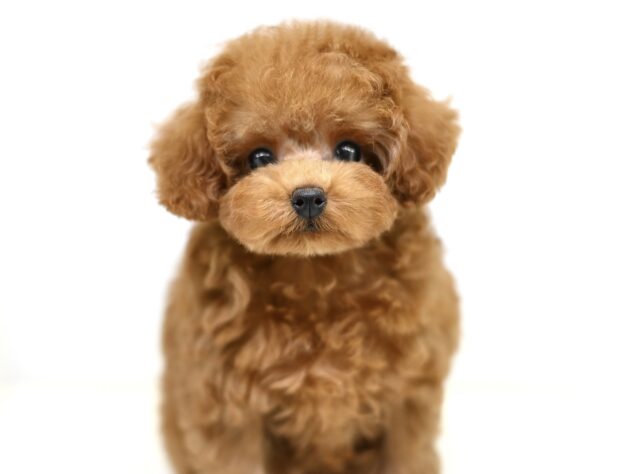 岡山県のトイプードル(トイ) (アミーゴ大安寺店/2025年9月20日生まれ/女の子/レッド)の子犬の1枚目の画像