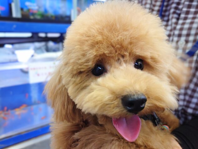 岡山県のトイプードル(トイ) (アミーゴ中庄店/2025年4月9日生まれ/女の子/レッドフォーン)の子犬の1枚目の画像