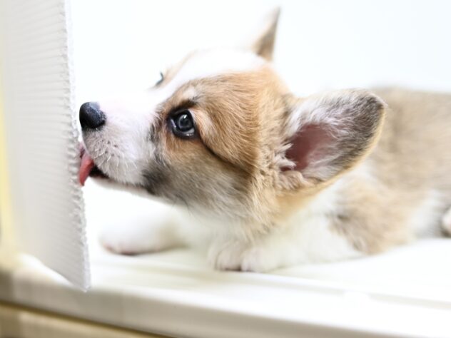 岡山県のウェルシュコーギーペンブローク (アミーゴ大安寺店/2025年10月5日生まれ/男の子/レッドホワイト)の子犬の4枚目の画像