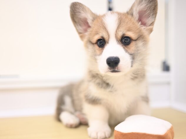 岡山県のウェルシュコーギーペンブローク (アミーゴ大安寺店/2025年10月5日生まれ/男の子/レッドホワイト)の子犬の2枚目の画像