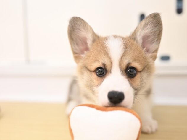 岡山県のウェルシュコーギーペンブローク (アミーゴ大安寺店/2025年10月5日生まれ/男の子/レッドホワイト)の子犬の3枚目の画像