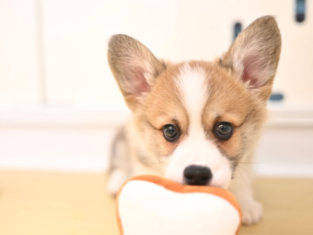 岡山県のウェルシュコーギーペンブローク (アミーゴ大安寺店/2025年10月5日生まれ/男の子/レッドホワイト)の子犬の1枚目の画像