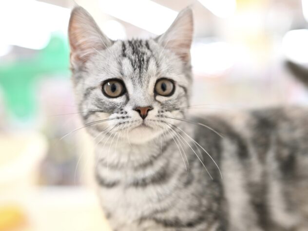 岡山県のアメリカンショートヘアー (アミーゴ中庄店/2025年10月5日生まれ/女の子/シルバーパッチドタビー)の子猫