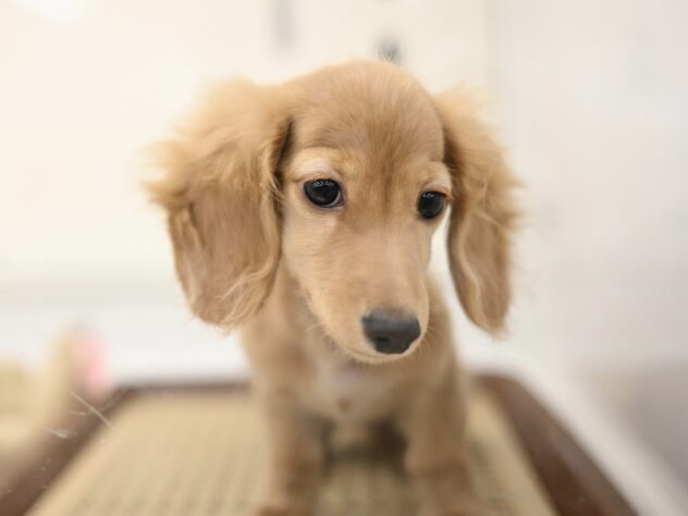 岡山県のカニンヘンダックスフンド(ロング) (アミーゴ中庄店/2025年8月16日生まれ/女の子/ゴールド)の子犬の3枚目の画像