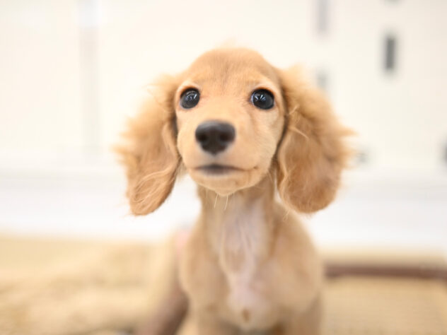 岡山県のカニンヘンダックスフンド(ロング) (アミーゴ中庄店/2025年8月16日生まれ/女の子/ゴールド)の子犬の2枚目の画像