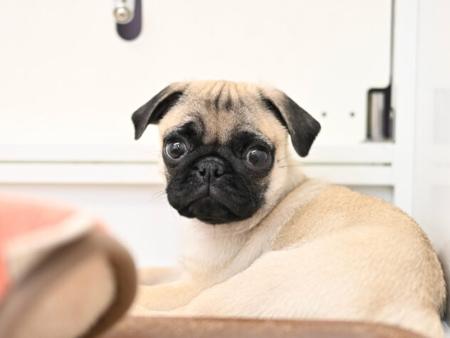 岡山県のパグ (アミーゴ中庄店/2025年10月8日生まれ/男の子/フォーンスムース)の子犬の4枚目の画像