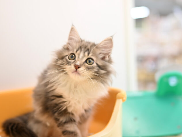 岡山県のメインクーン (アミーゴ中庄店/2025年9月23日生まれ/女の子/ブラウンタビーホワイトバン)の子猫の4枚目の画像