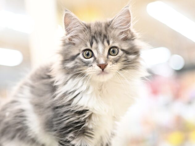 岡山県のメインクーン (アミーゴ中庄店/2025年9月23日生まれ/女の子/ブラウンタビーホワイトバン)の子猫の2枚目の画像