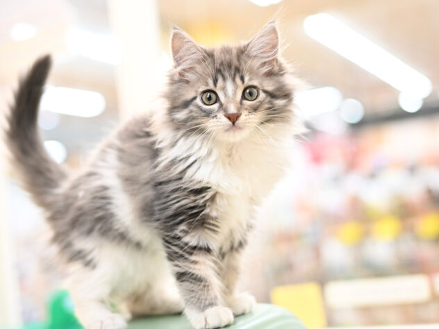 岡山県のメインクーン (アミーゴ中庄店/2025年9月23日生まれ/女の子/ブラウンタビーホワイトバン)の子猫の3枚目の画像